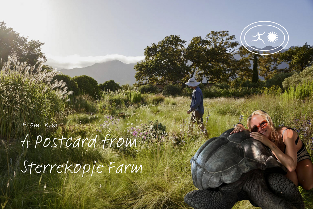 Postcard from Sterrekopje Farm